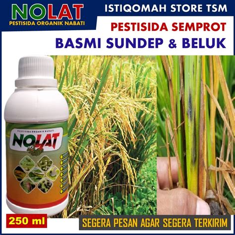 Jual Nolat Ml Pestisida Dan Pupuk Organik Ampuh Atasi Hama Padi