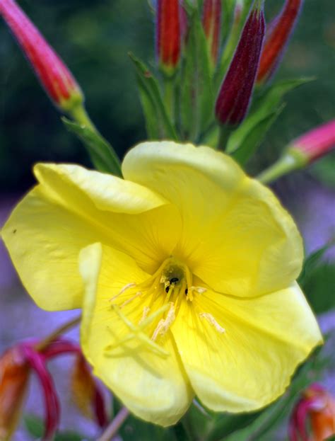 Images Gratuites fleur pétale Floraison botanique jaune flore