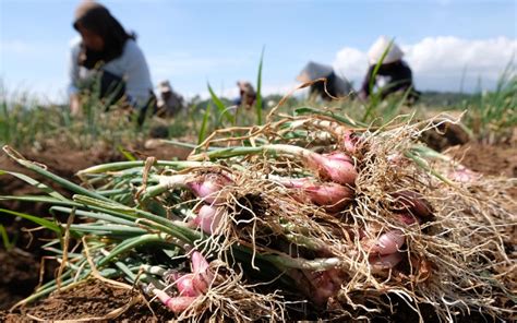 Di Tengah Isu Impor Petani Brebes Sanggup Pasok Bawang Merah Untuk