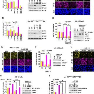 Regulation Of Mir By Mir A C Effects Of Mir Inhibition