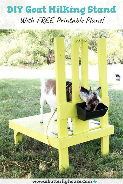 DIY Goat Milking Stand (With Printable Plans!) - A Butterfly House