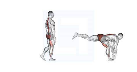 Bodyweight Single Leg Rdl - Guide, Benefits, and Form