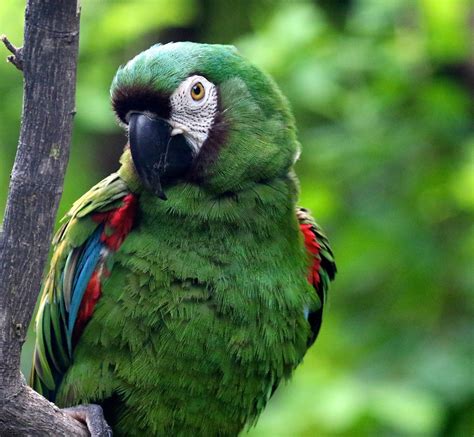 Cute Parrot Taken At Parque Historico Guayaquil Ecuador Juan