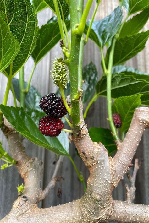 Espalier Mulberry 9 Top Reasons Why You Should Espalier Your Mulberry