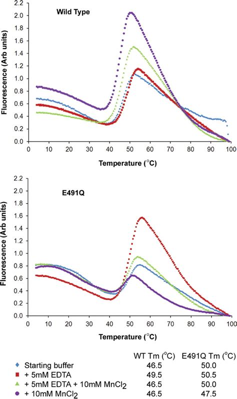 Thermal Stability Of ϕ6 Wt And E491q Rdrps Thermal Melting Curves For