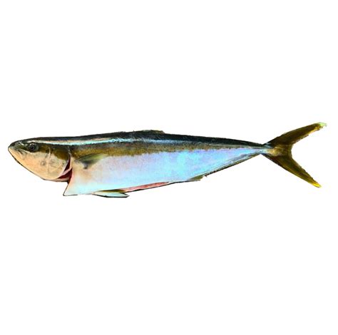 JUREL/ CALIFORNIA YELLOWTAIL – Marandeli