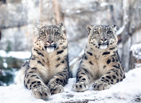 Leopardo Delle Nevi Dove Vive E La Minaccia Dell Estinzione Ohga