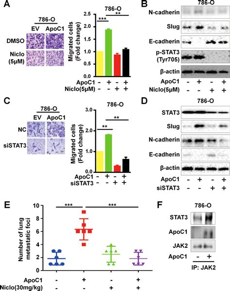 The Inhibition Of STAT3 Suppressed The Enhanced Metastatic Ability Of