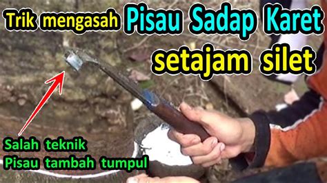 Cara Mengasah Pisau Sadap Karet Yang Benar Cara Asah Pisau Sadap