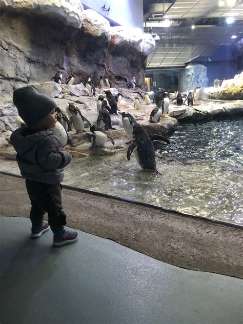 Visit the Detroit Zoo During the Winter