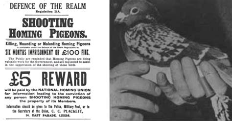 Beachcomber, the Canadian War Pigeon Awarded A Medal After the Dieppe Raid