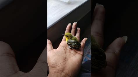 Loving A Little Bird Caring On Hand Youtube