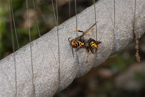 What Happened To Murder Hornet Invasion Of Canada And The Us