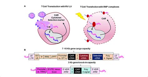 Comparison Between Retroviral Vector And Lentiviral Vector Rvlv