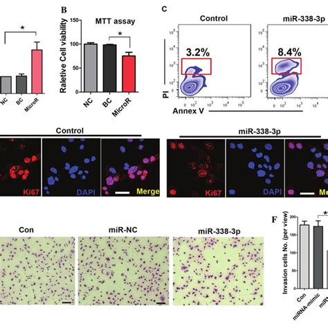 Mir P Inhibits The Proliferation And Invasion Of A Cells A