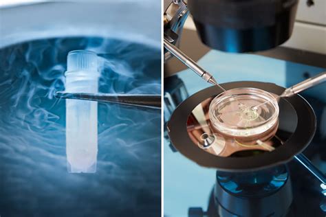 Fresh Ivf Cycle V Frozen Embryo Transfer Cycle Now Fertility