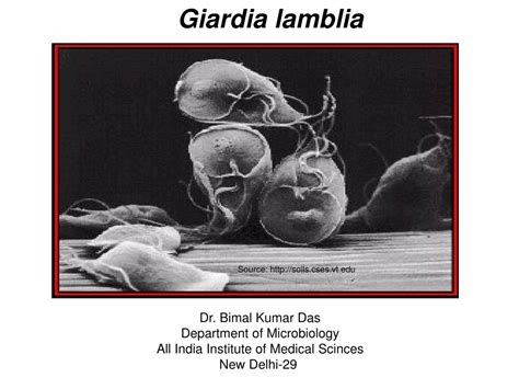 Ppt Giardia Lamblia Powerpoint Presentation Free Download Id2953097