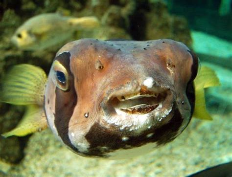happy fish  happy funny pictures  animals
