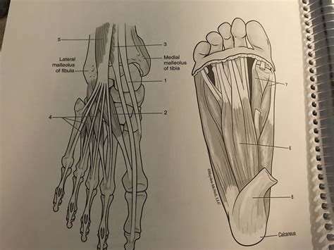 foot muscles Diagram | Quizlet