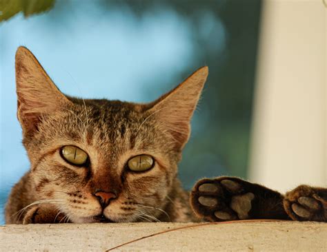 Do Cats Get Periods- How to Take Care of Your Female Cat?