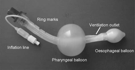 The Laryngeal Tube A Single Lumen With An Oesophageal And Pharyngeal