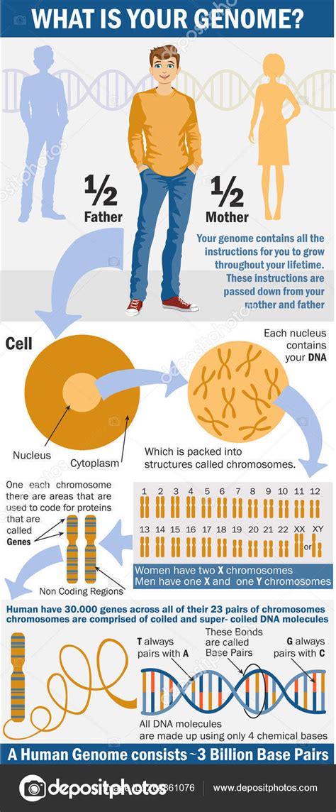 Infografías Genómicas Cuál Genoma Herencia Genética Sex Determination