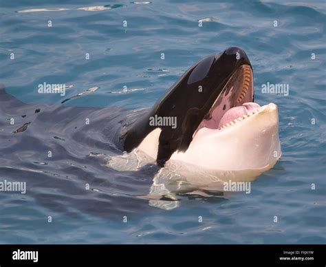 Head Of Killer Whale Orcinus Orca Opening Mouth In Blue Water Stock