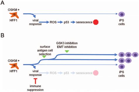 Model For Improving The OSKM Based Reprogramming Protocol A Standard