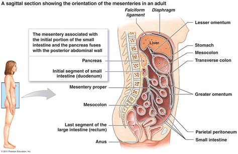 Mesentery Proper Diagram