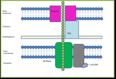 Abc Transporter Dependent Pathway Modified From Schmid Et Al