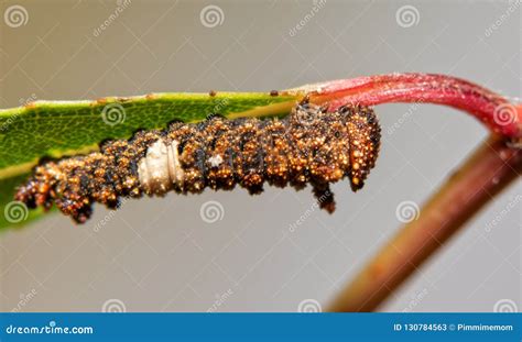 Very Bumpy and Spiny, Brown and White 3rd Instar of Viceroy Butterfly Caterpillar Stock Image ...