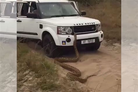 Watch Massive Python Slithers Onto Land Rover Video