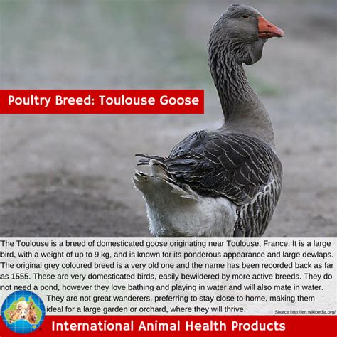 #toulousegoose #toulouse #goose #goosebreeds #breed #facts #red #iah # ...