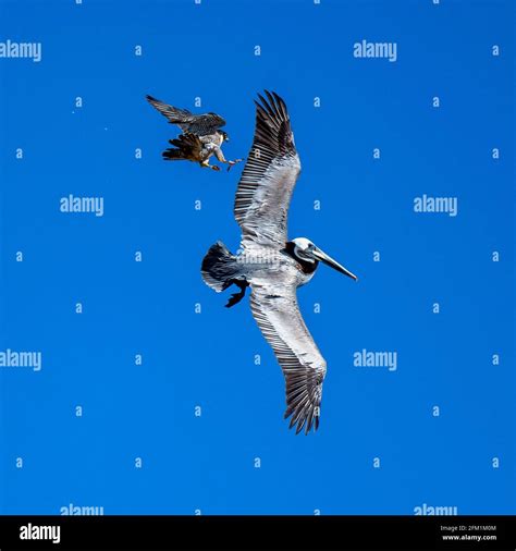 Peregrine Falcon Attacking Pelicans