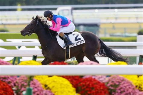 【新馬 京都4r】ダノンレジェンド産駒 メイショウザンゲツがデビューv 競馬ニュースなら競馬のおはなし