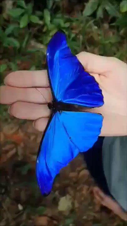 Massimo On Twitter Morpho Rhetenor Is A Neotropical Butterfly Of The