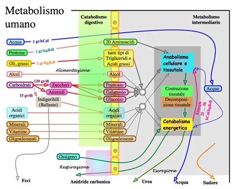 METABOLISMO Biotech02 Appunti