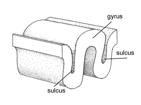 Difference Between Gyri and Sulci | Definition, Anatomy, Function, Similarities and Differences