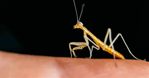 Praying Mantis Pet Keeping Beginners Guide 101 903Pets