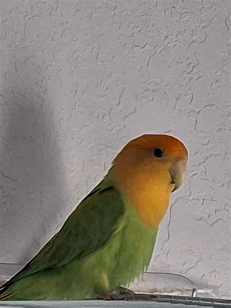 what happens if lovebird limping safely 4