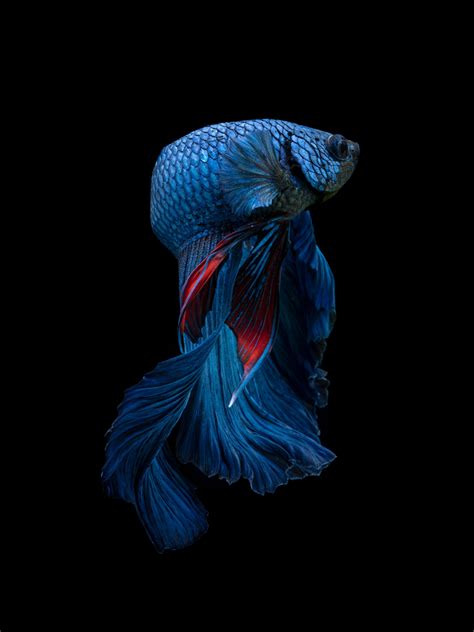 tips for betta fish scared at home 7