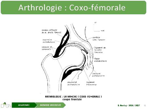 Cours DAnatomie Le Membre Infrieur E Boullay 2016