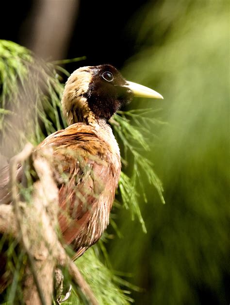 Filered Bird Of Paradise 2 Wikimedia Commons