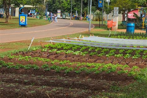 Parque da Cidade no DF ganha nova horta comunitária alimentos serão