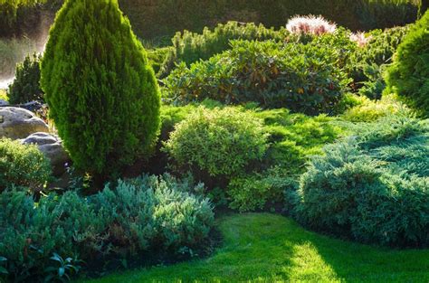 17 Shade Tolerant Evergreen Trees For Shady Garden Spaces