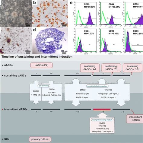 Identification Of Adipose Derived Stem Cells ASCs And Schematic Of