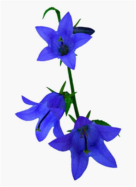 Flower Clipart Blue Bell Bluebell Clipart Transparent PNG Clip Art