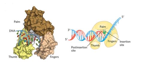 BCH 4024 IV II DNA Replication Flashcards Quizlet