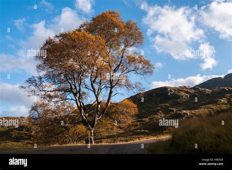 A Solitary Silver Birch Tree Betula Pendula In Sunlight And Autumn