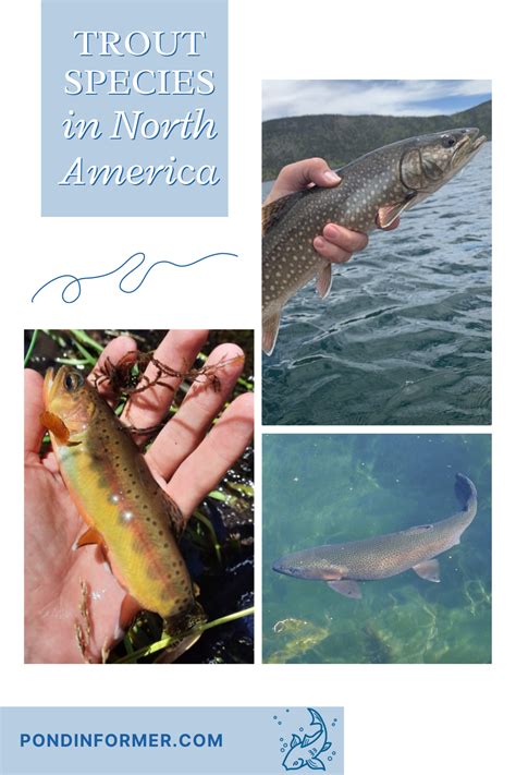 List Of Trout Species In North America Updated Artofit